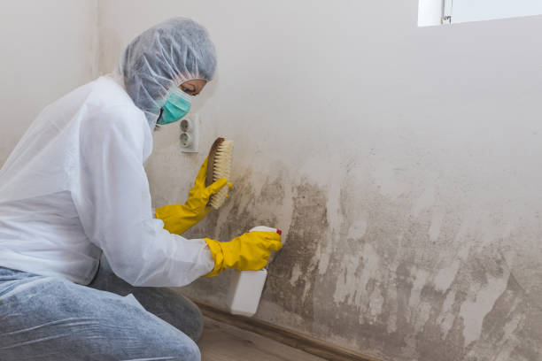 Best Mold Prevention Services  in Waurika, OK