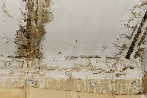 Best Water Damage & Mold Remediation  in Waurika, OK