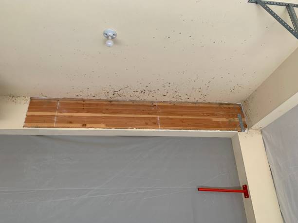 Mold Removal for HVAC Installations in Waurika, OK