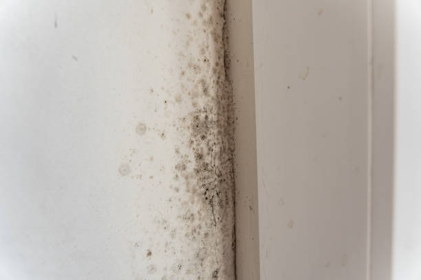 Best Black Mold Removal  in Waurika, OK